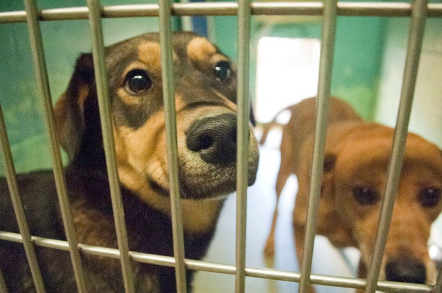 LaGrange Animal Shelter back in business after flood evacuation ...